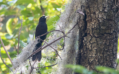Cacicus chrysonotus
