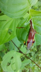 Melucha quinquelineata