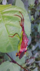 Melucha quinquelineata