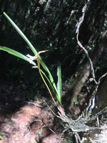 Jumellea stenophylla, photograph 3