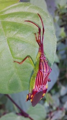 Melucha quinquelineata