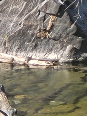 Actinemys marmorata marmorata