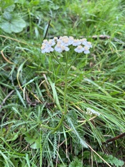 Achillea millefolium
