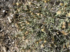 Brickellia frutescens