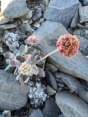 Eriogonum kingii