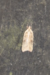 Agonopterix canadensis