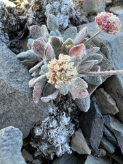 Eriogonum kingii