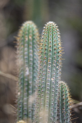 Cleistocactus pungens