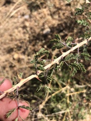 Mimosa aculeaticarpa