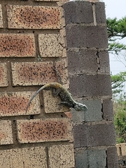 Acanthocercus atricollis