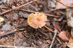 Rhodocollybia incarnata