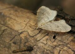 Operophtera fagata