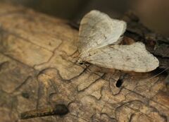 Operophtera fagata