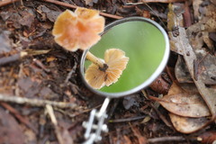 Rhodocollybia incarnata