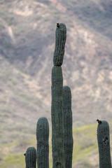 Azureocereus hertlingianus