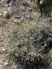 Brickellia frutescens