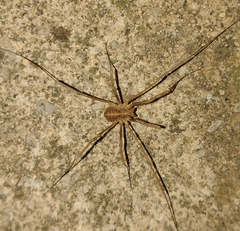 Opilio