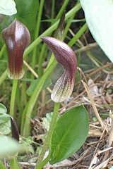 Arisarum simorrhinum