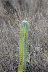Azureocereus hertlingianus