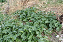 Arisarum simorrhinum