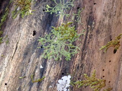 Lophocolea heterophylla