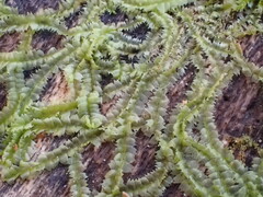 Lophocolea heterophylla