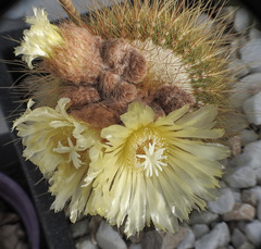 Parodia