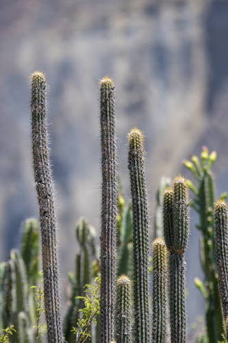 Weberbauerocereus cuzcoensis, photograph 4