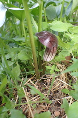 Arisarum simorrhinum