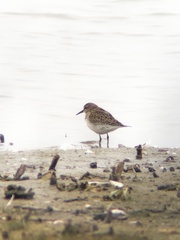 Calidris fuscicollis