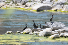 Nannopterum brasilianum