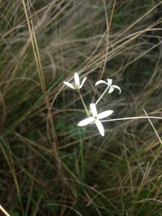 Kohautia amatymbica