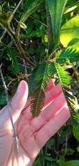 Mimosa pigra