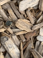 Chlorochroa