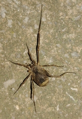 Lacinius horridus
