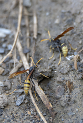 Polistes xanthogaster