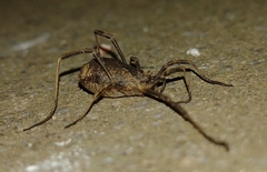 Lacinius horridus