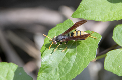 Polistes xanthogaster