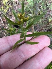 Euthamia leptocephala