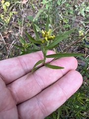Euthamia leptocephala