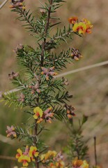 Dillwynia sieberi