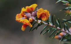 Dillwynia sieberi