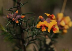 Dillwynia sieberi