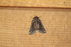 Ceranemota improvisa