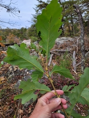 Quercus montana