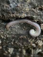 Cambala annulata