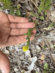Solidago radula