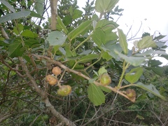 Cordia caffra