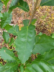 Quercus montana