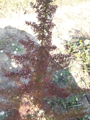 Dysphania graveolens